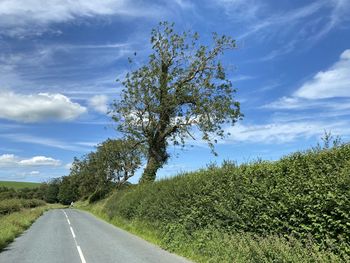 View along, gledstone road, with trees, hedgerow, and a blue sky in, thornton in craven, skipton, uk