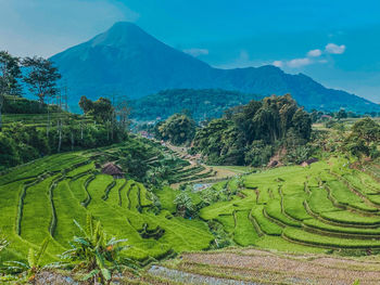 Scenic view of agricultural field against mountains