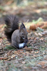 Squirrel on a field