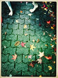 Low section of maple leaves fallen on ground