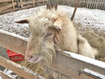 High angle view of horse in pen