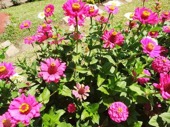 High angle view of pink flowering plants in park