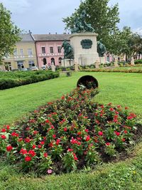 Flowering plants in garden against building