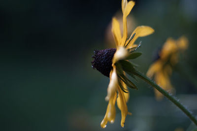 Close-up of yellow flower blooming outdoors