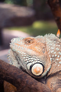 Close-up of lizard