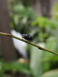 Close-up of insect on plant