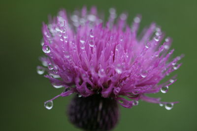 Close-up of water drops on purple flower