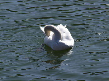 Swan swimming in lake