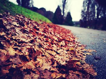 Close-up of autumn leaves