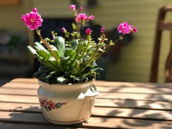 Close-up of potted plant on table