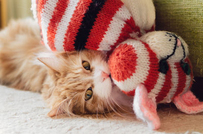 Close-up portrait of a cat