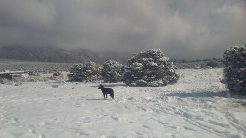 Dog on snow covered landscape against sky