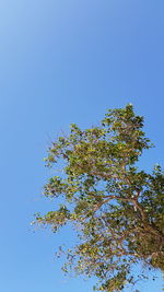 Low angle view of flowering tree against blue sky