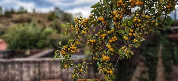 Close-up of yellow flowering plant