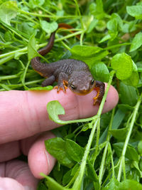 Close-up of hand holding small lizard