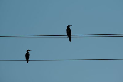 Low angle view of bird perching on cable