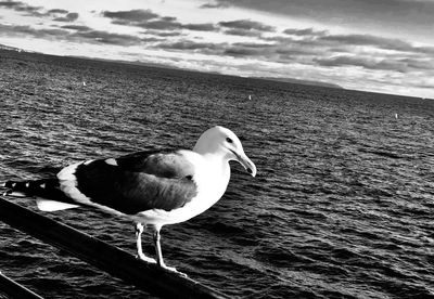 High angle view of seagull on sea shore