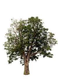 Low angle view of tree against sky