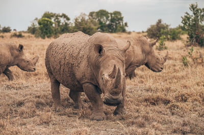 Rhino sitting under tree