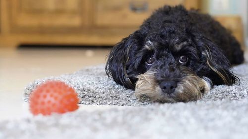 Close-up portrait of dog at home