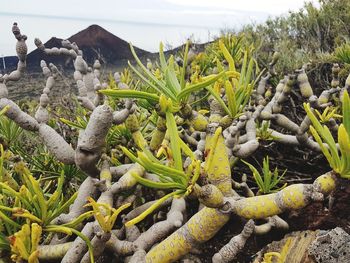 Close-up of plants growing on land