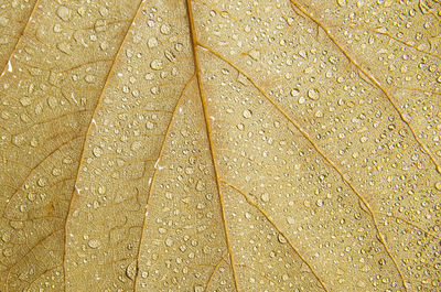 Full frame shot of wet leaves