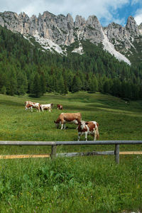 Horses in a field