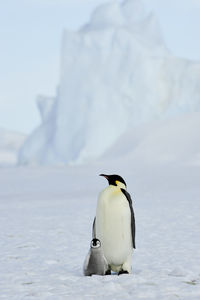 Bird in a snow