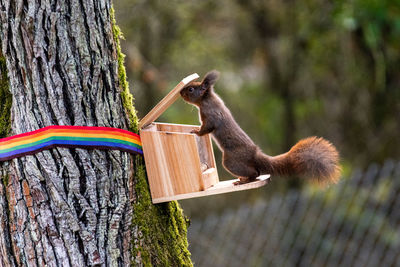 Squirrel on tree trunk