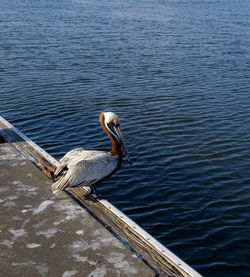 High angle view of gray heron on lake