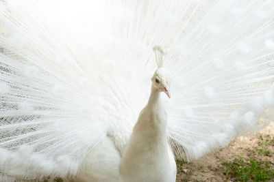 Close-up of peacock