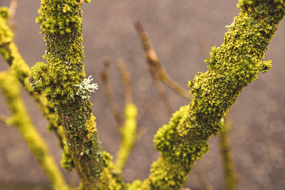 Close-up of moss growing on branch