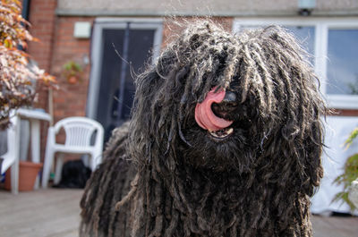 Close up of my puli dog licking nose