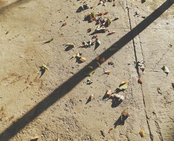 High angle view of dry leaves falling on wall