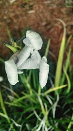 Close-up of white flowers blooming outdoors