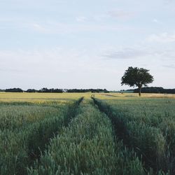 Scenic view of grassy field against sky