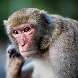 Close-up of monkey