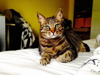 Portrait of tabby cat on bed at home