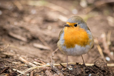 Close-up of bird perching on field