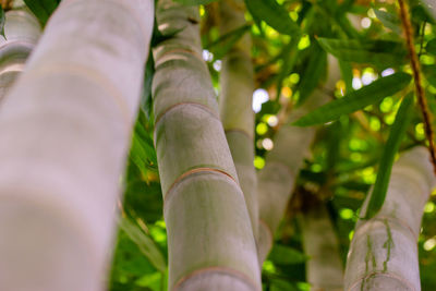 Low section of person on tree