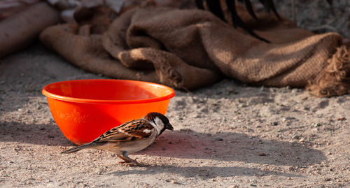 Close-up of a bird on sand