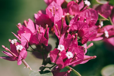 Close-up of pink flowering plant