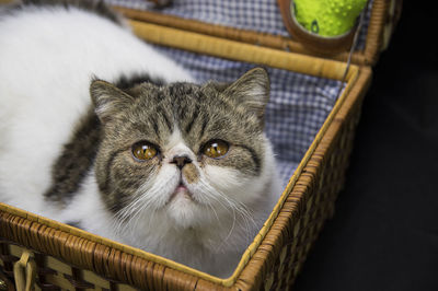 Close-up portrait of cat