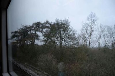 Trees on field against sky