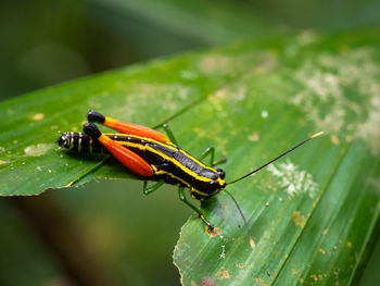 Red-thigh grasshopper - traulia sp. in a rainforest of borneo
