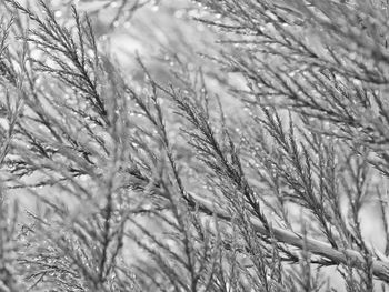 Full frame shot of plants on snow field