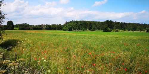 Scenic view of grassy field against sky
