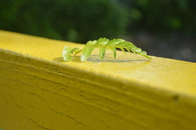 Close-up of insect on leaf