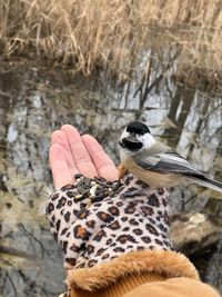 Close-up of hand holding bird