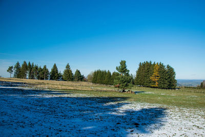 Trees on field against clear blue sky